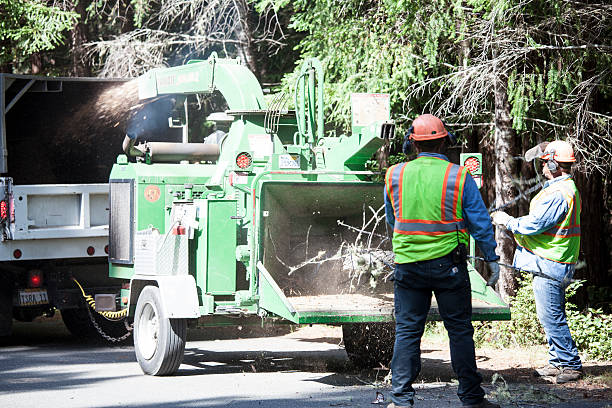 Best Leaf Removal  in Palmview South, TX