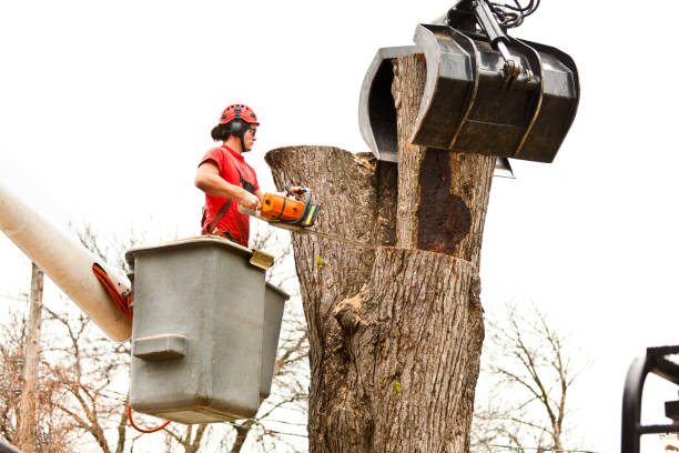 How Our Tree Care Process Works  in  Palmview South, TX